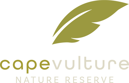 Cape Vulture